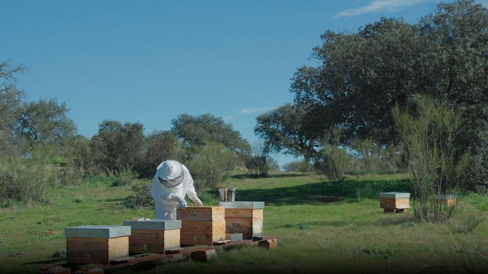 La fuerza de los parques naturales de Andalucía. Catálogo Canal Sur en el Mundo