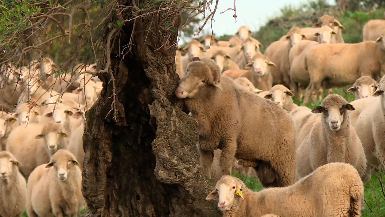 Salvar la oveja merina de Grazalema