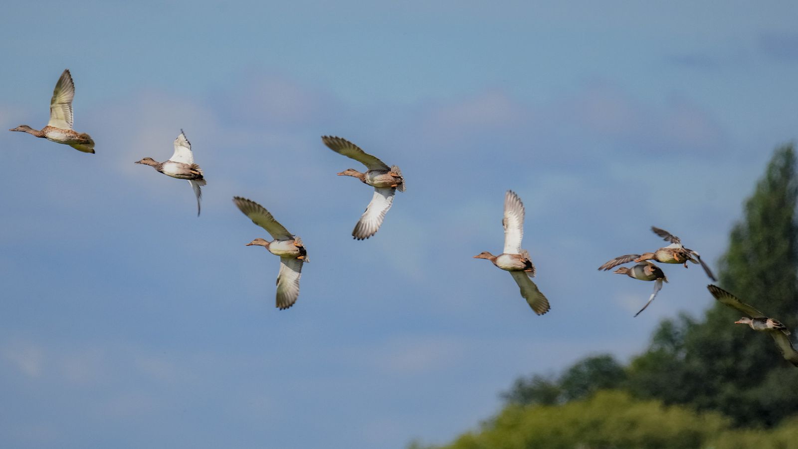 aves migratorias