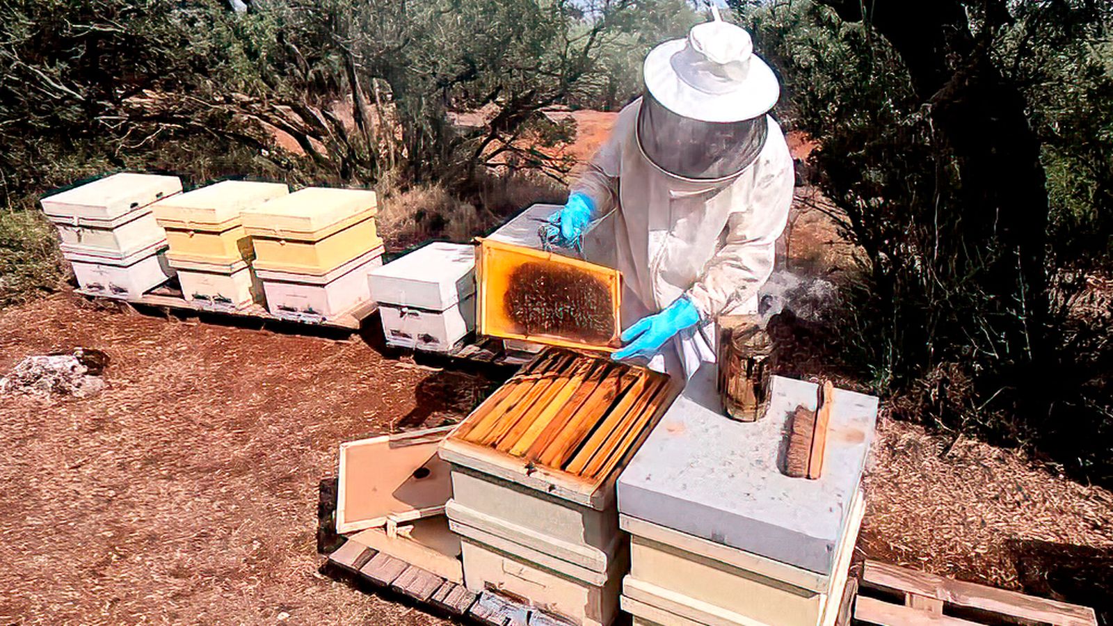 Sillar Baja, un pueblo granadino de 70 vecinos y 4 millones de abejas