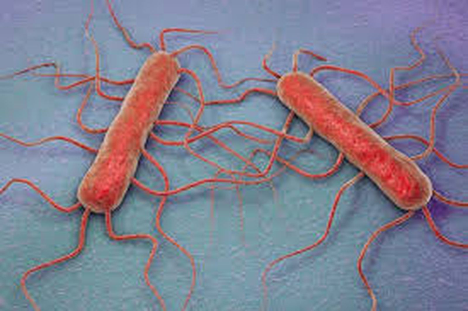 listeria