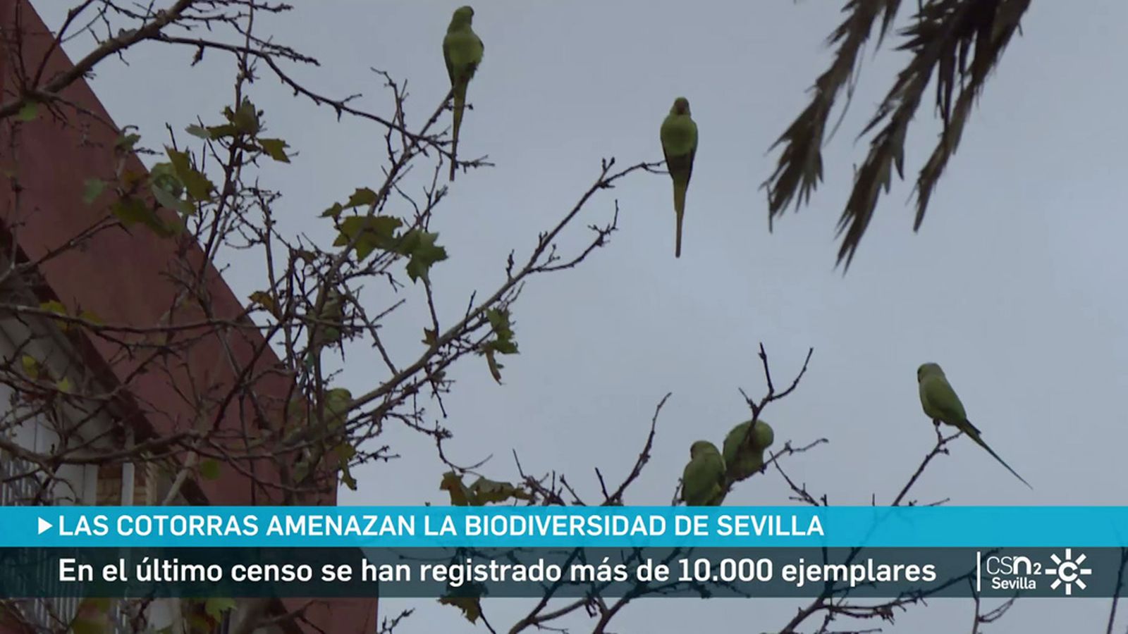 Crece la población de cotorras en Sevilla ya hay más de 10.000 ejemplares censados