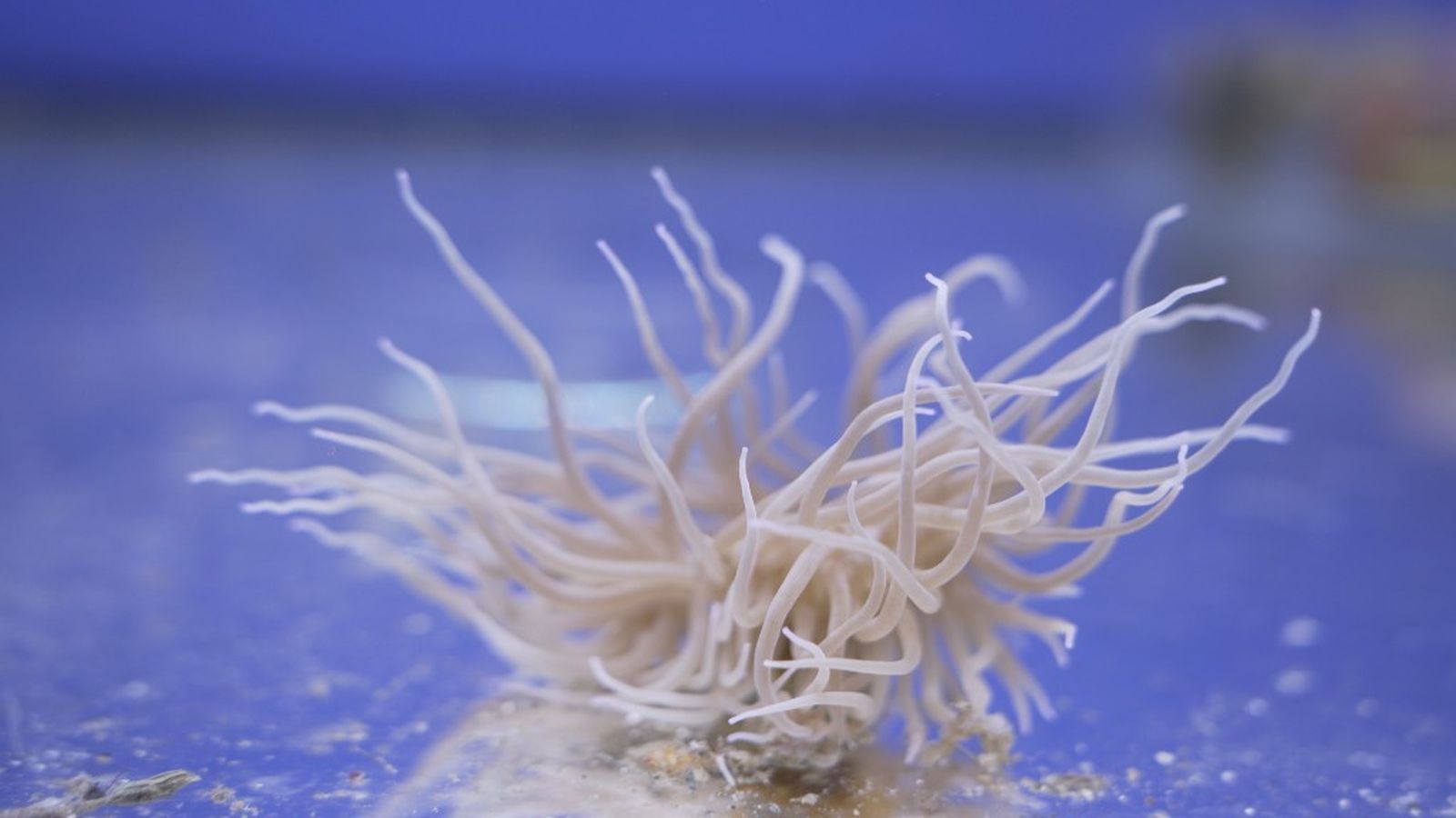 Un futuro azul documental 3