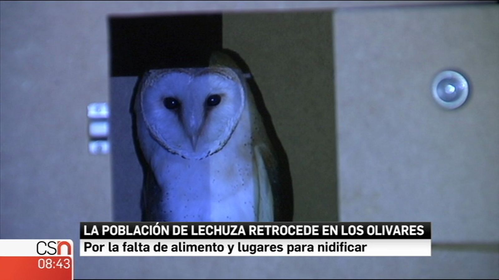 Lechuza