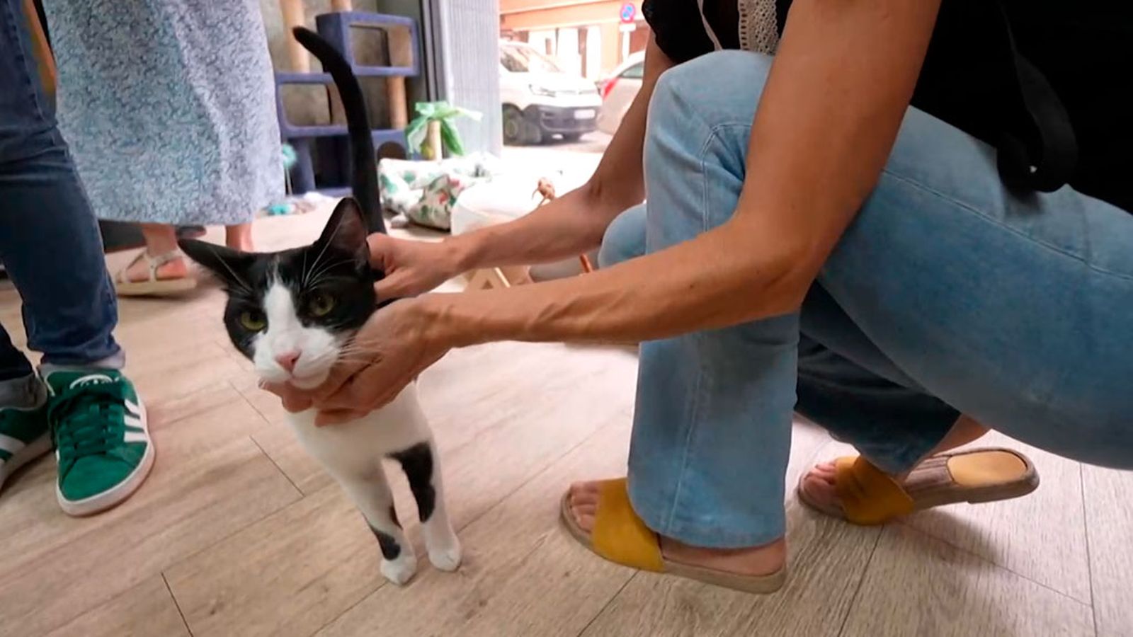 Visitamos la colonia felina 'Ghato verde' y descubrios 'Oh my cat' donde puedes tomar un café y adoptar un gatito