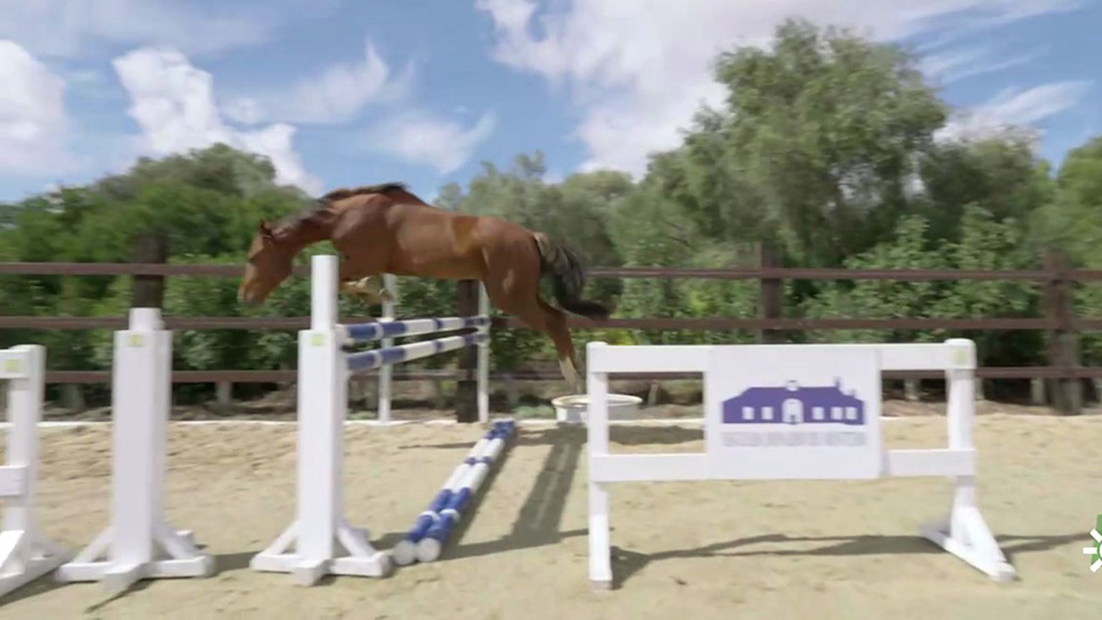 Cómo preparar un caballo para convertirlo en campeón de salto