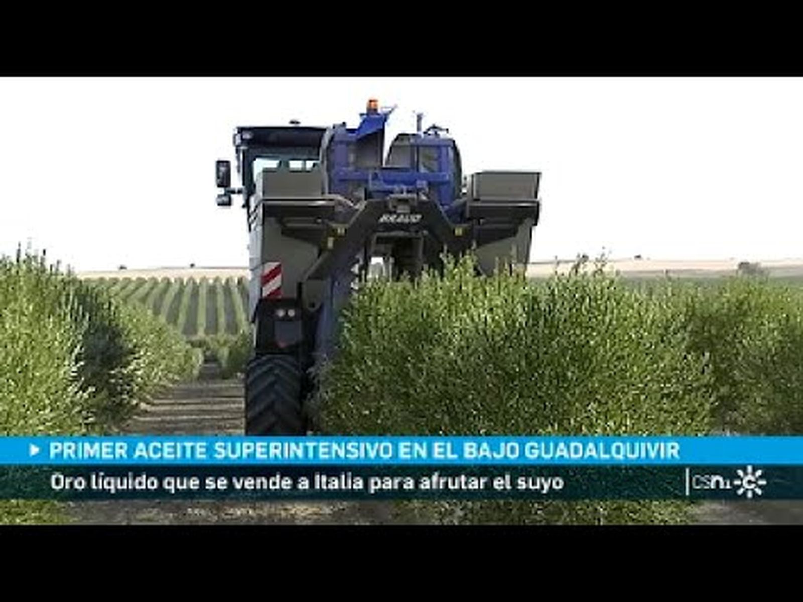 Recolección de aceitunas en olivar en seto del Bajo Gudalquivir
