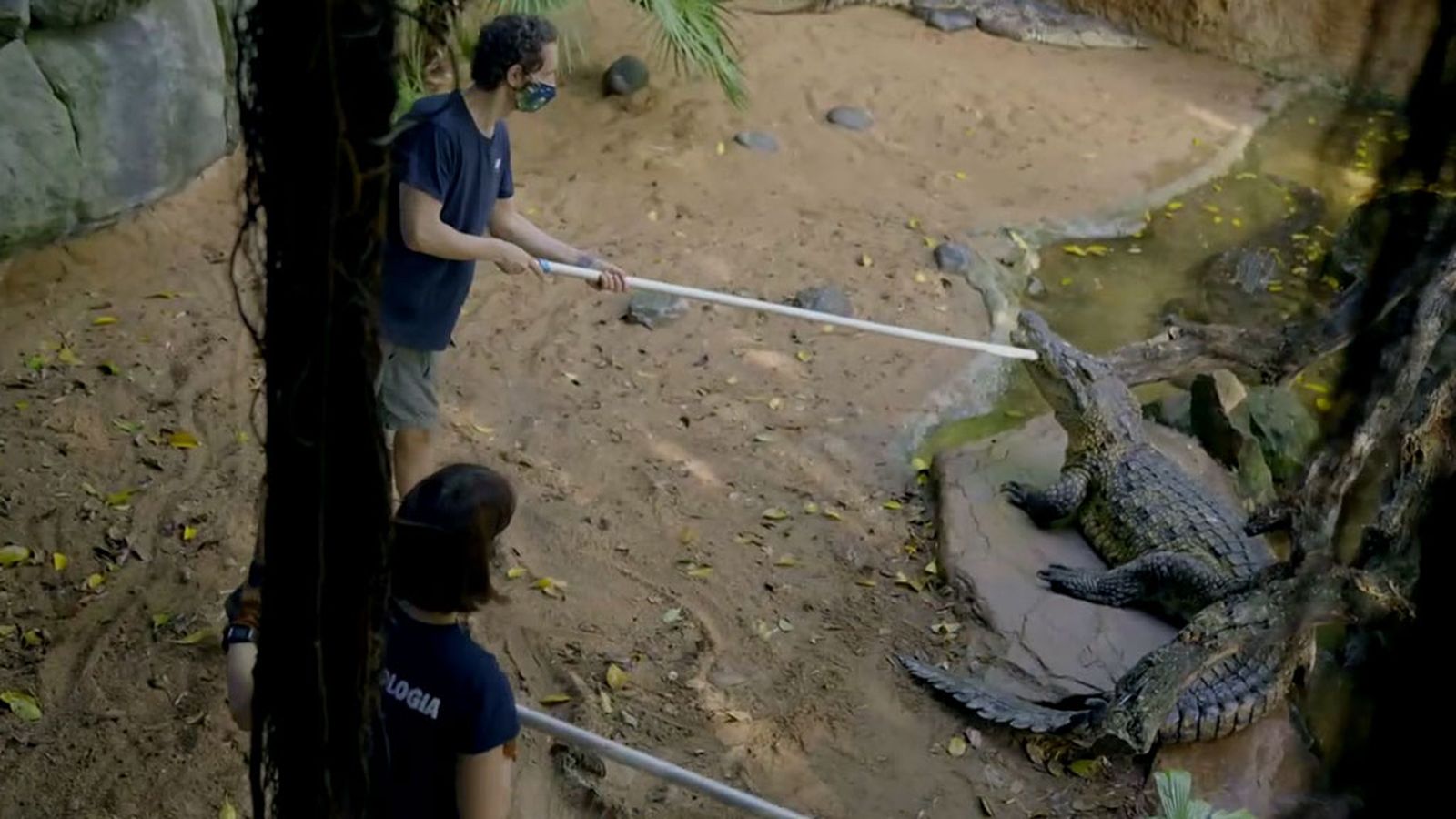 La difícil tarea de limpiar la casa de los cocodrilos del Nilo