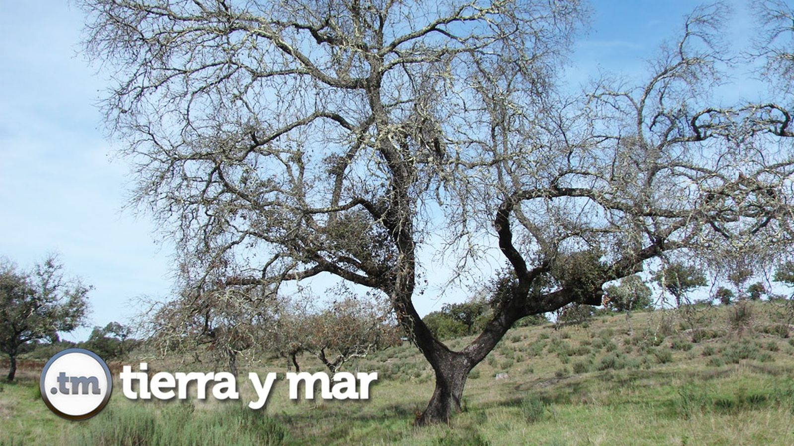 Tierra y mar avance