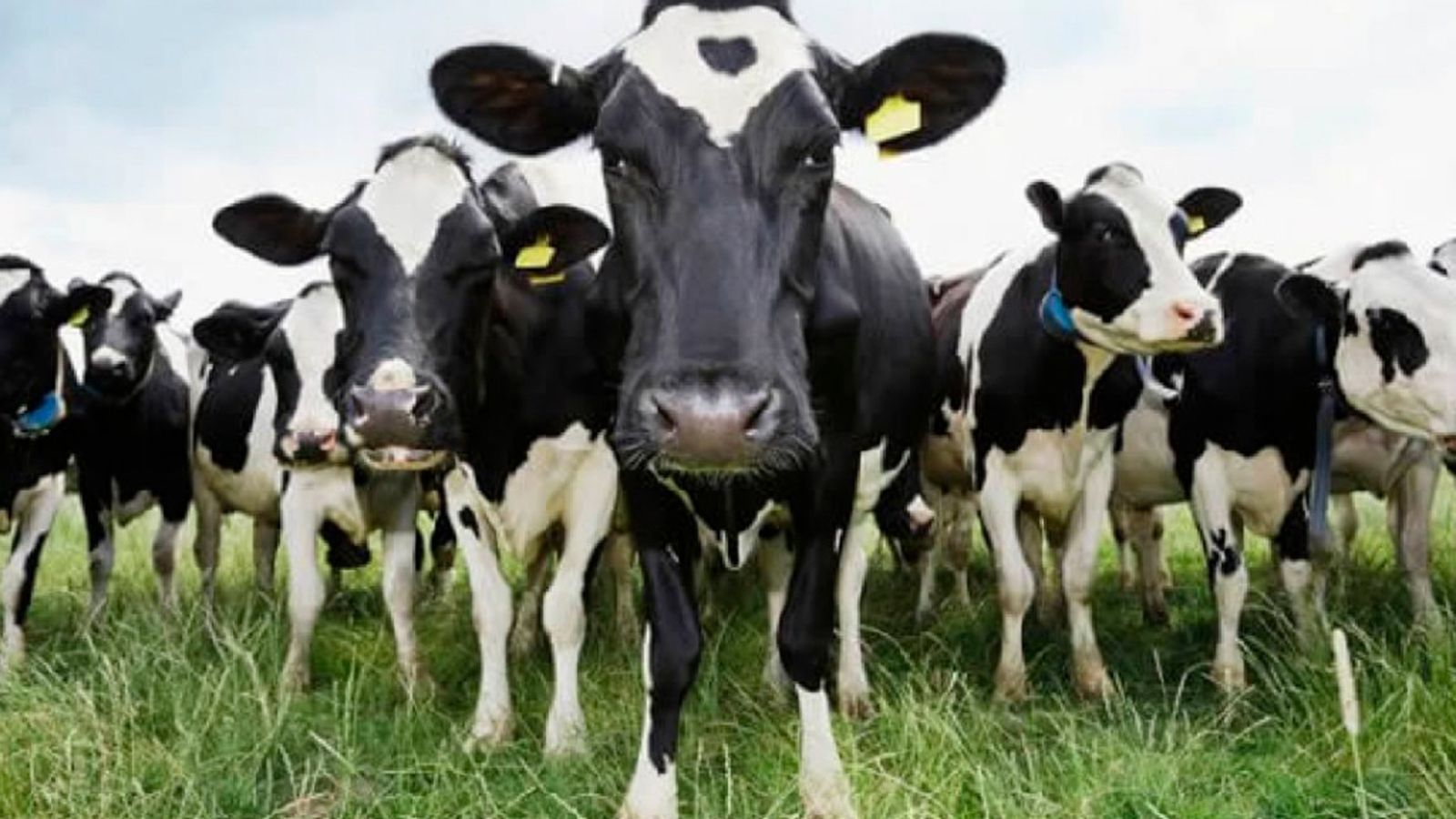 26_VACAS