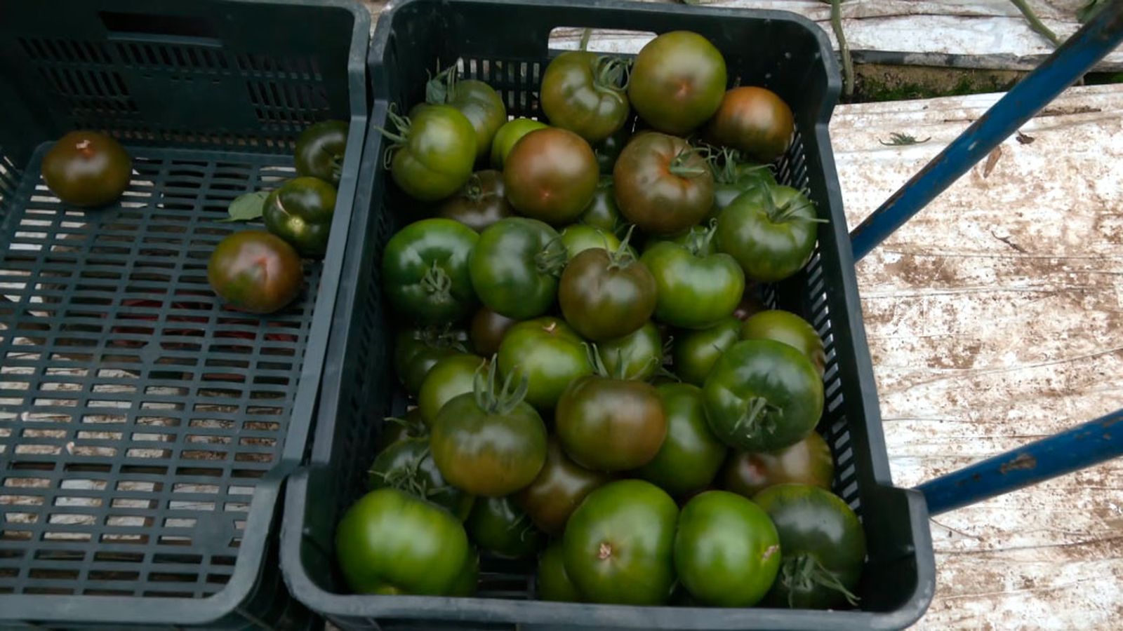 Llega el tomate Oyín, el producto estrella del campo almeriense