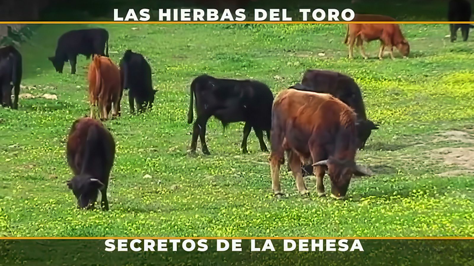 La importancia de las hierbas que come el toro tras su destete
