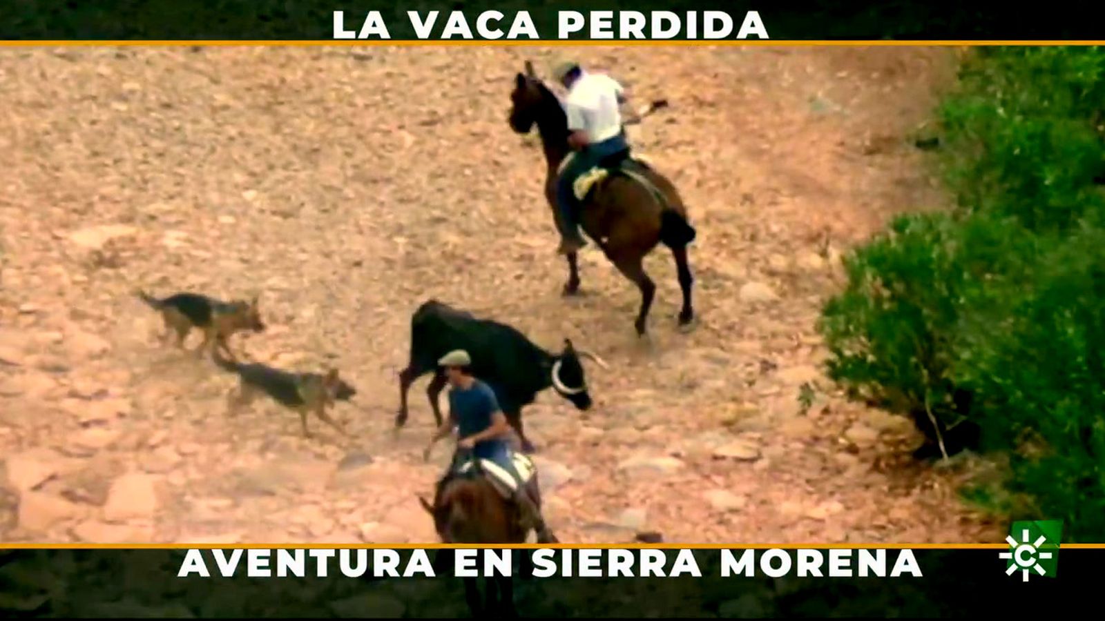Trasladar a las vacas que se ocultan en el monte es una auténtica odisea