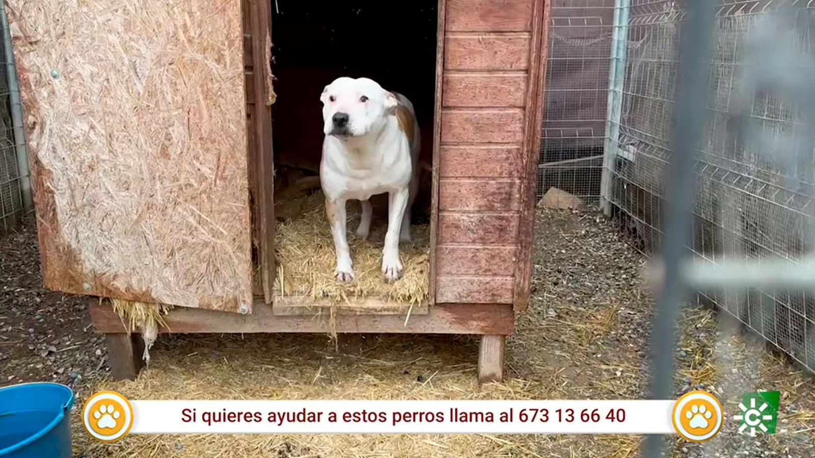 perros adoptar monda patas arriba 1024x576