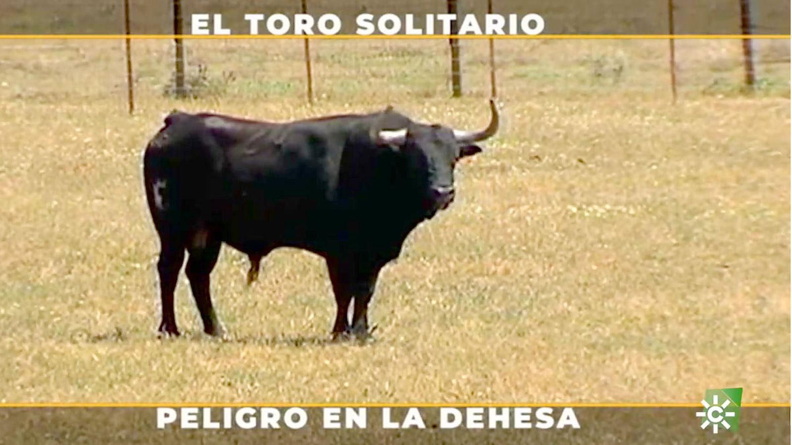 Solitario