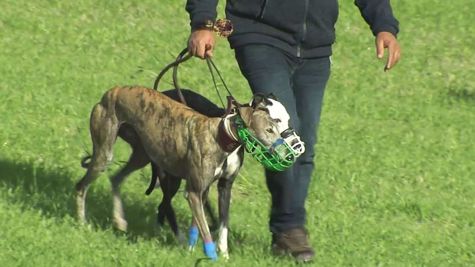 Carrera de galgos en el cercado deportivo Las Arenosas