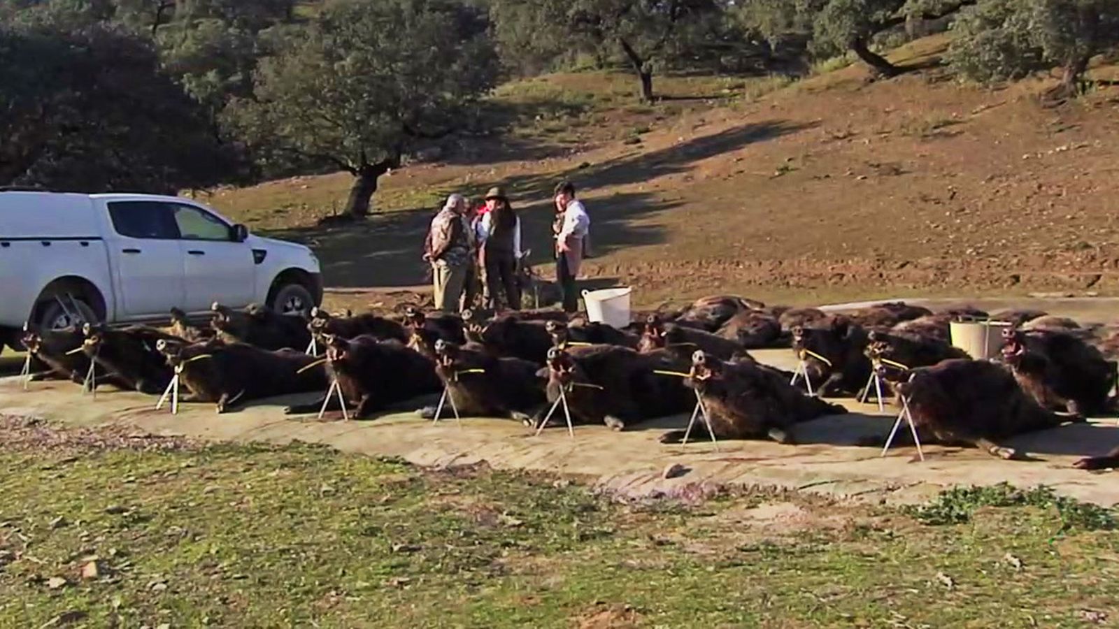 Emocionante cacería de jabalíes en Sierra Morena