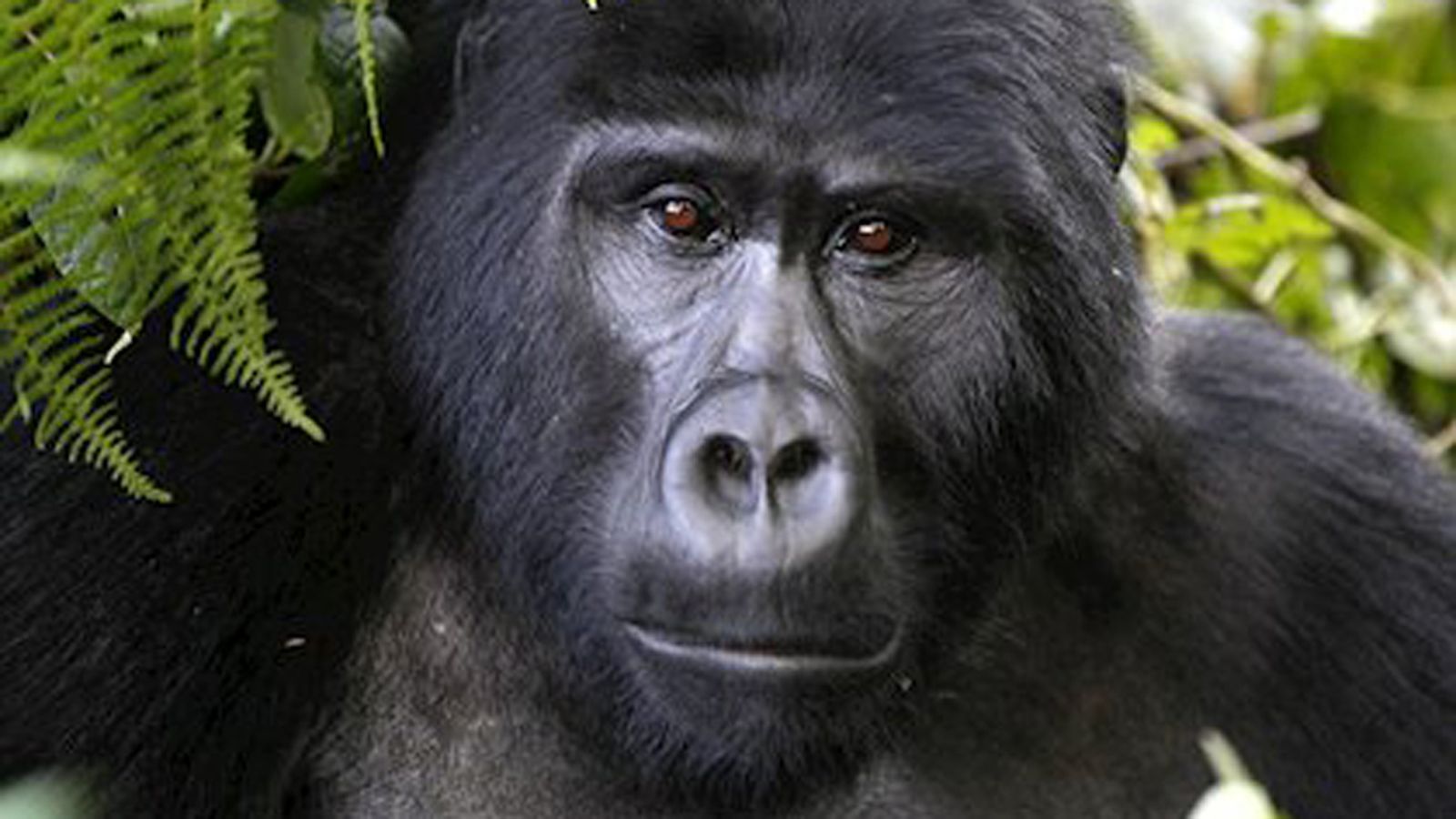 foto gorilla reut