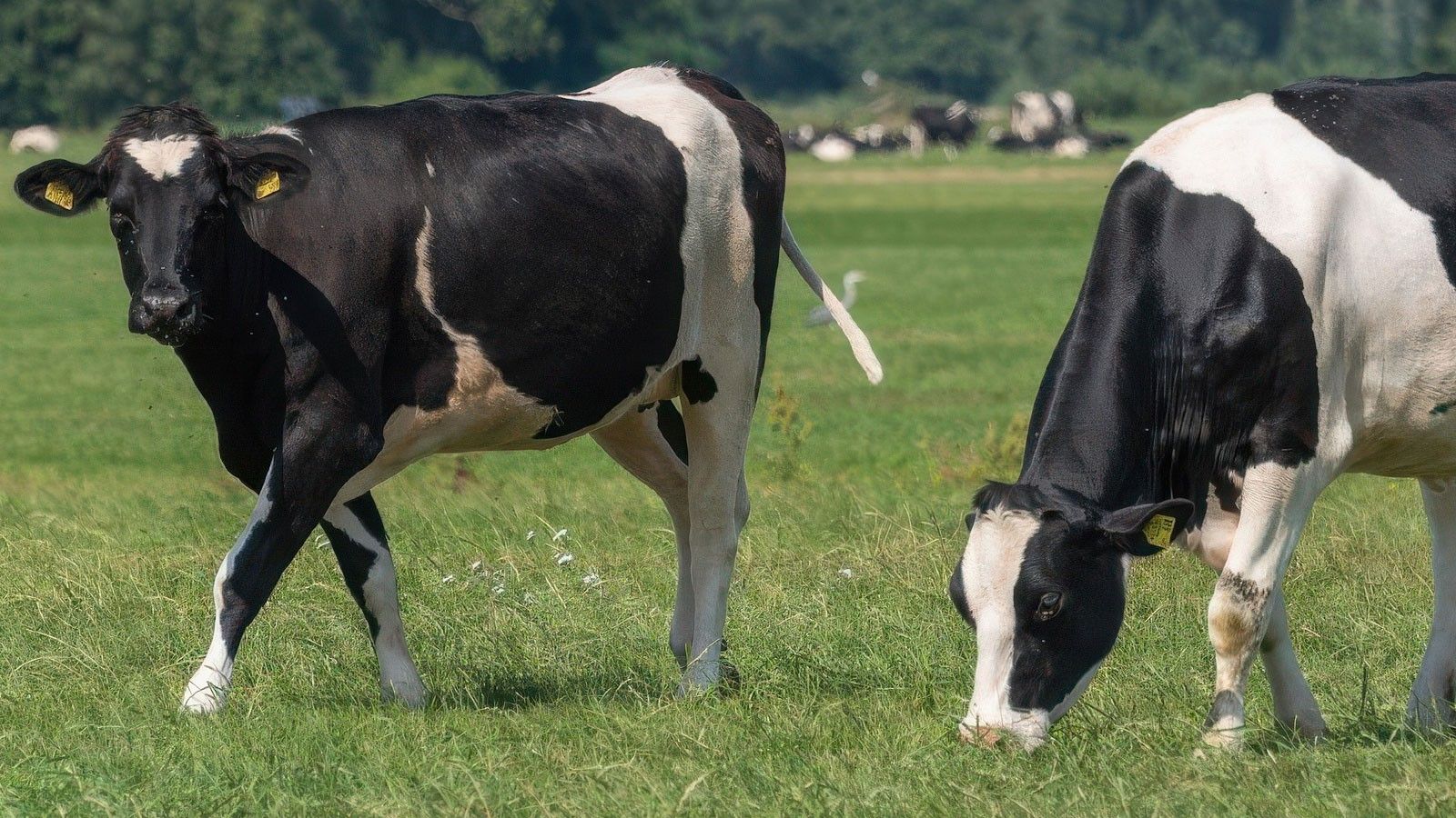 Las vacas también pueden ser animales de compañía