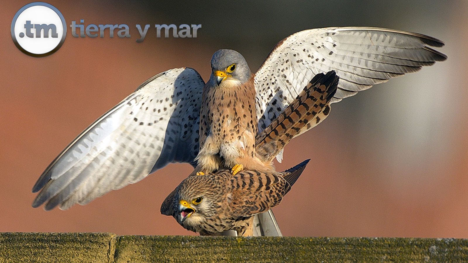 Tierra y Mar | 28 octubre  (comu)