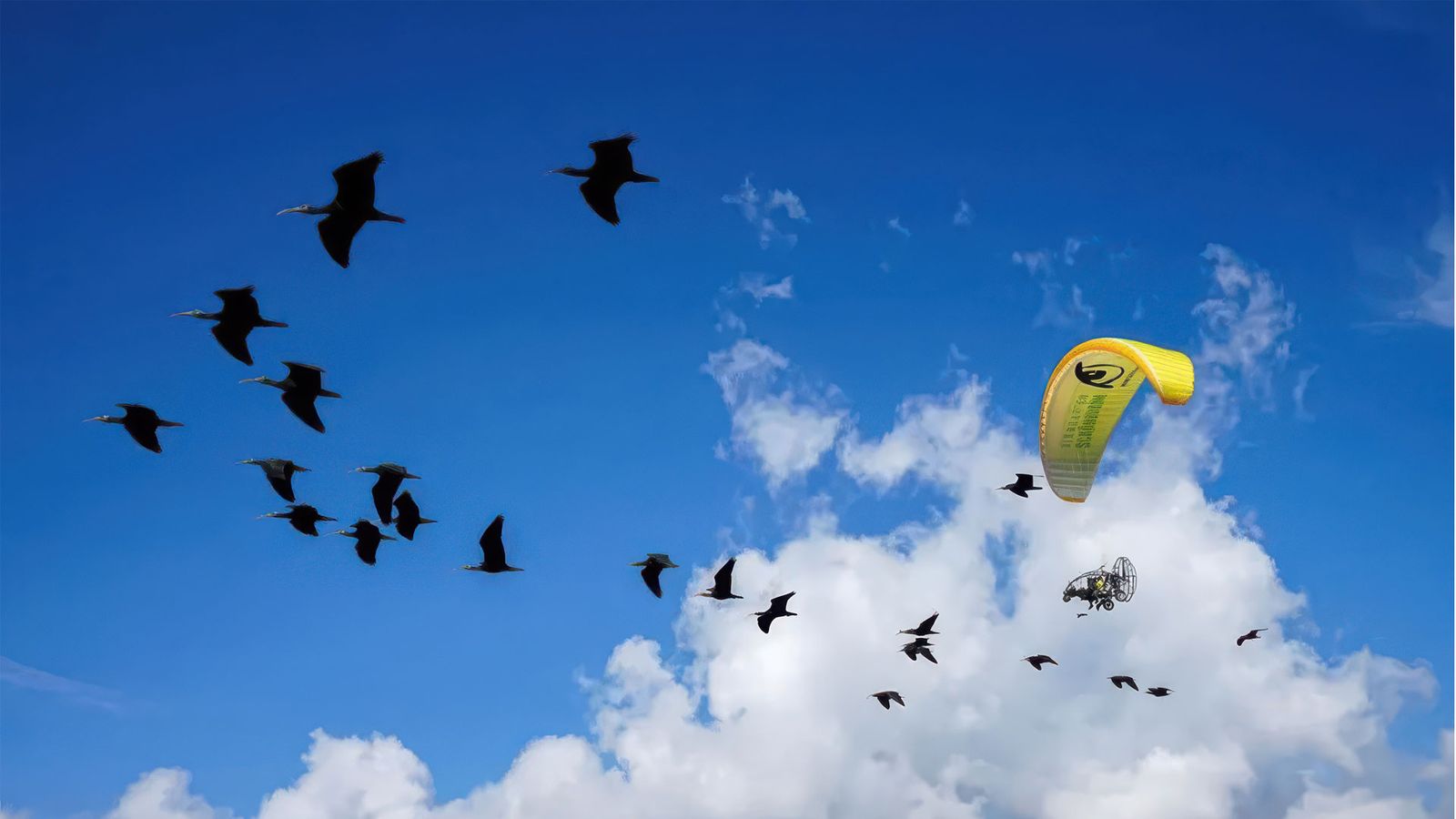 Cádiz recibe 15 ibis eremita desde Alemania