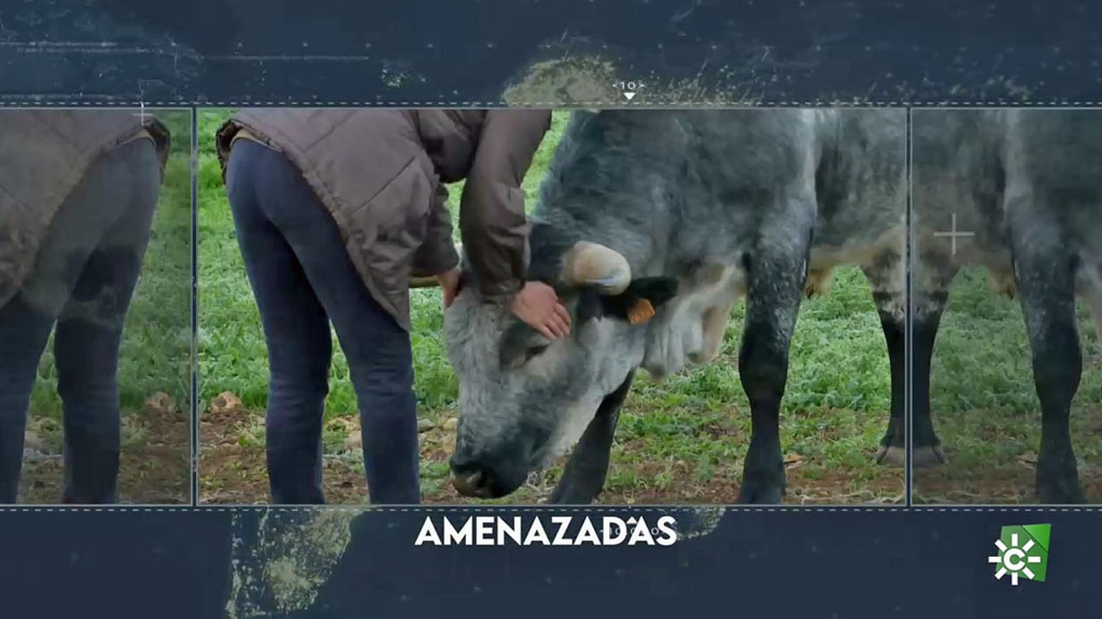Reporteros ganadería autóctona