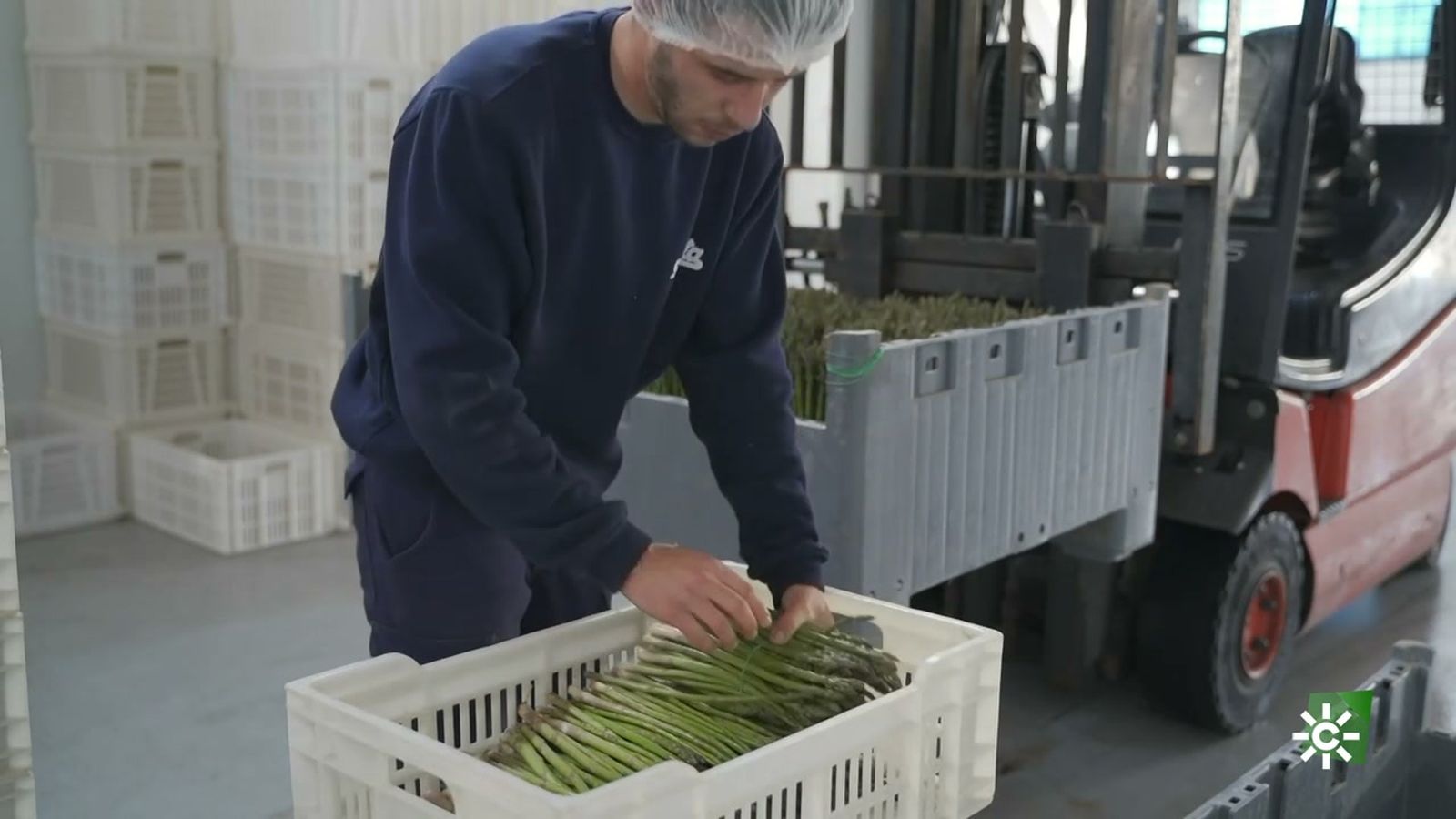 Cómo conserva los espárragos verdes una empresa centenaria de Alcaudete