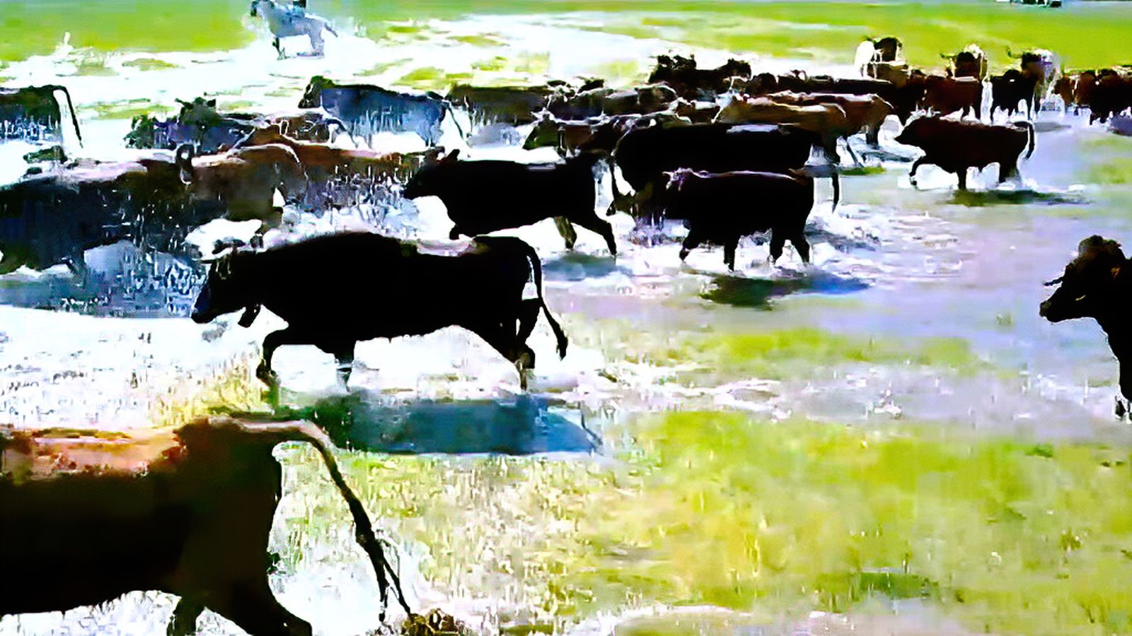 El lago de las vacas, traslado a campo abierto