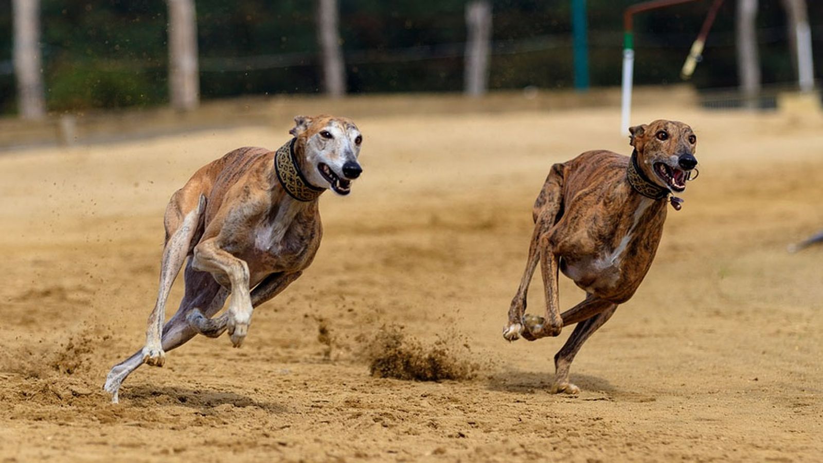 Galgos 3