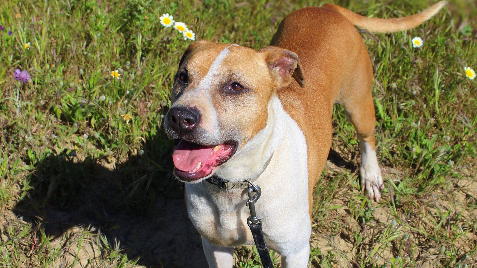 Pitbull Angelita