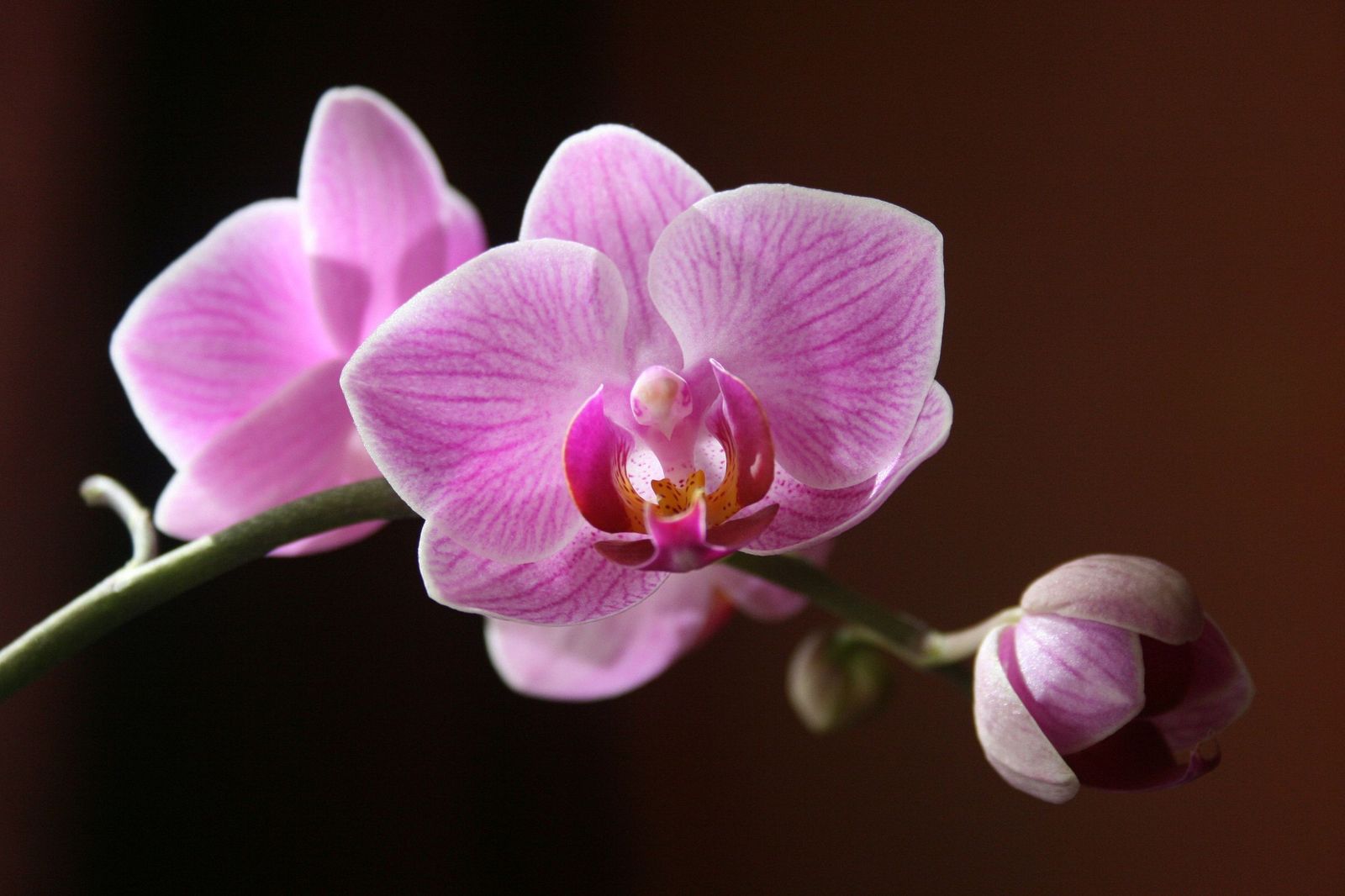 "Andalucía es Naturaleza": Orquideas