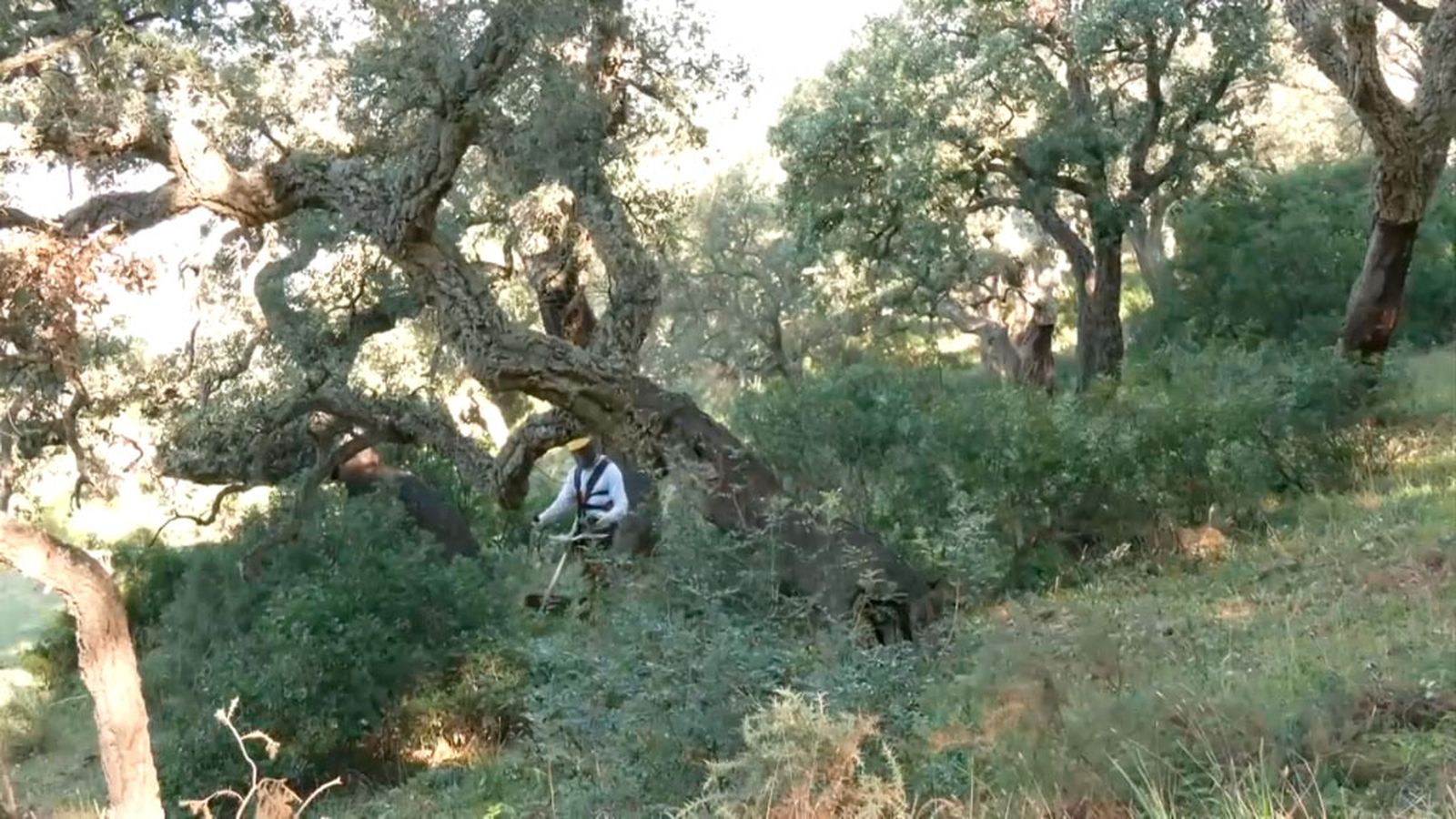 Desbroce selectivo para mejorar los bosques
