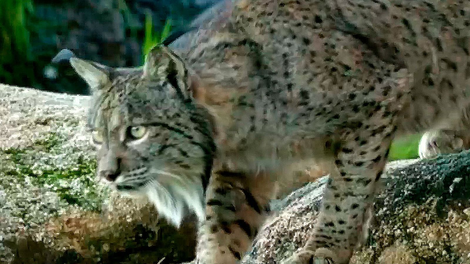 El lince como reclamo turístico