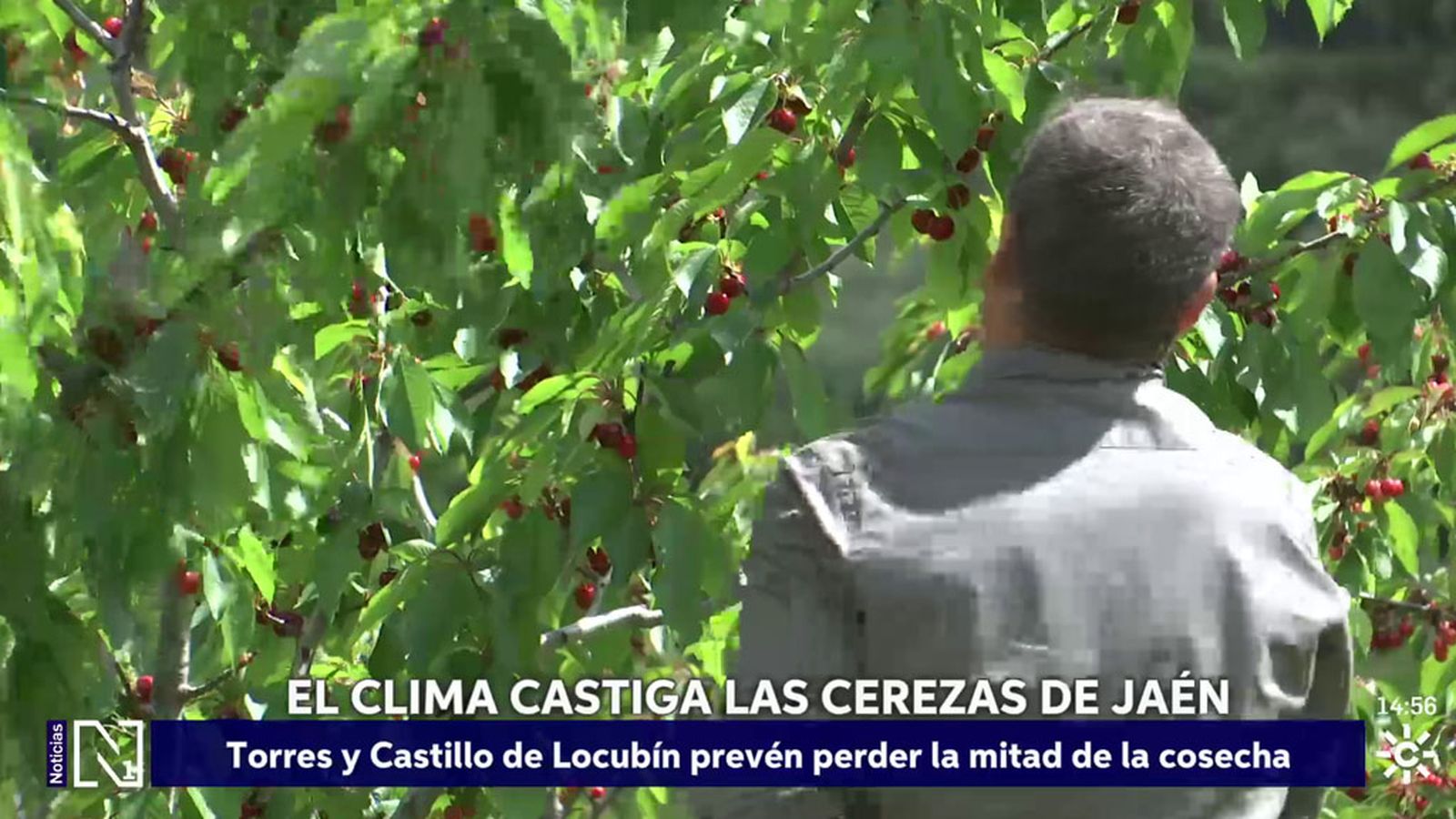 La lluvia afecta a la recogida de cereza en Jaén
