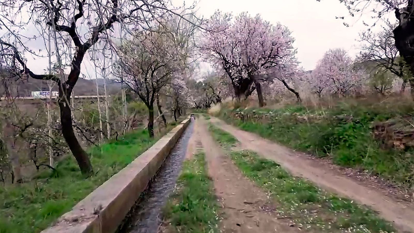 Ruta entre almendros en flor en Fiñana, Almería