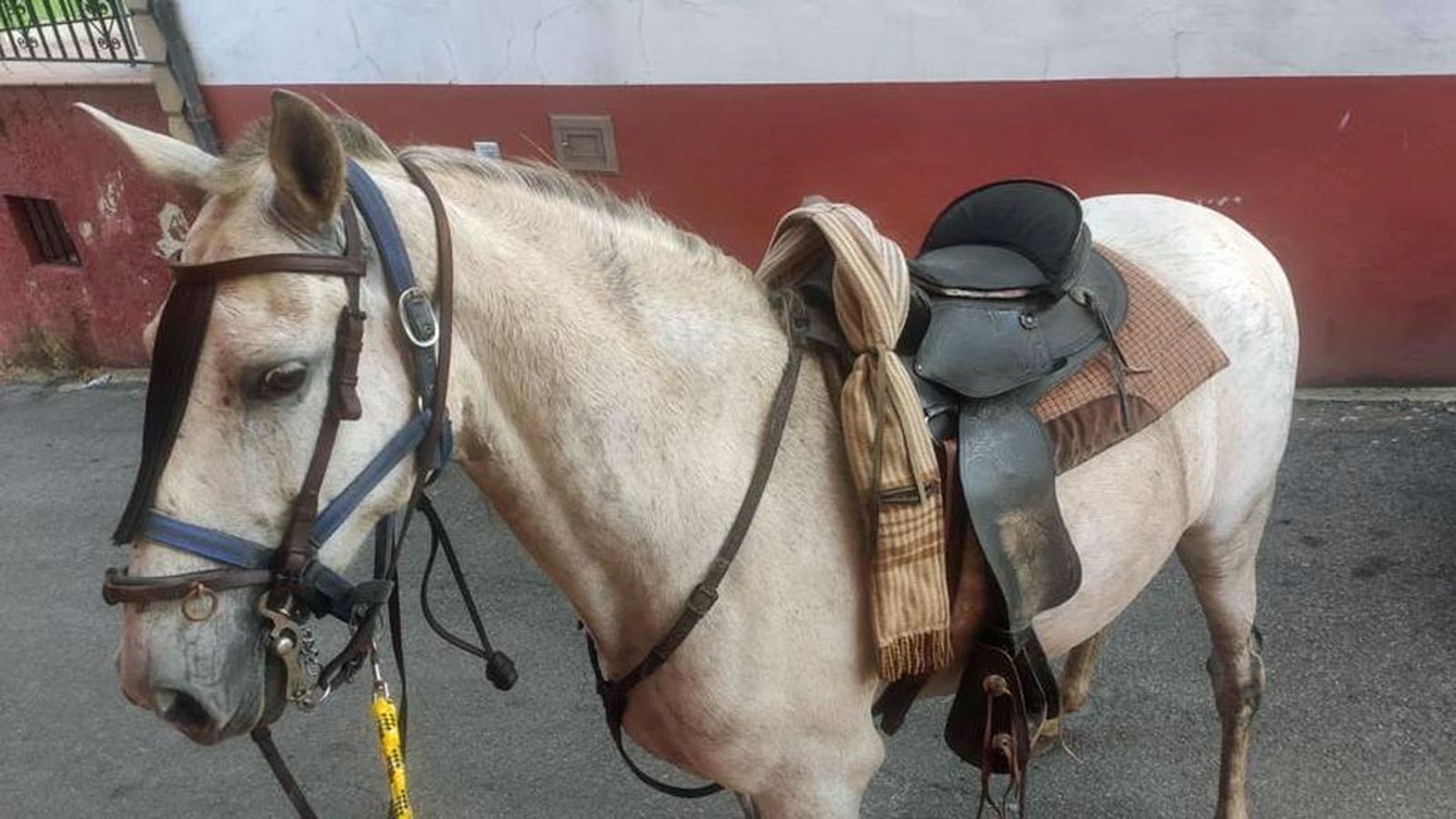 caballo
