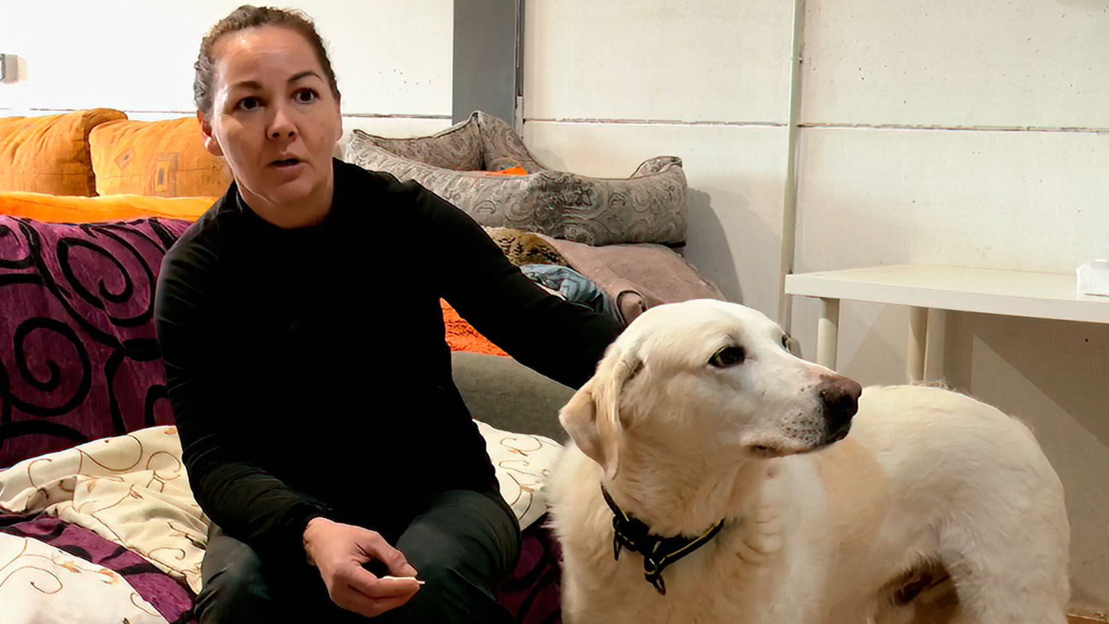 Mastines, de ser perros mimados por la corona, a ser maltratados por el hombre