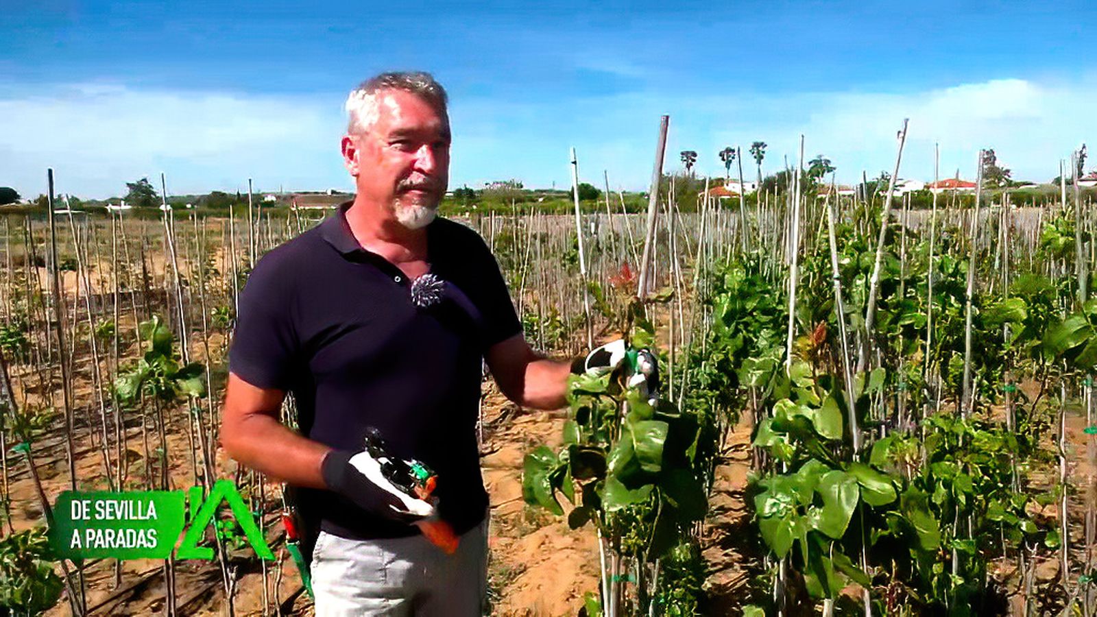 En Paradas ha emprendido con un invernadero de plantas de pistachos