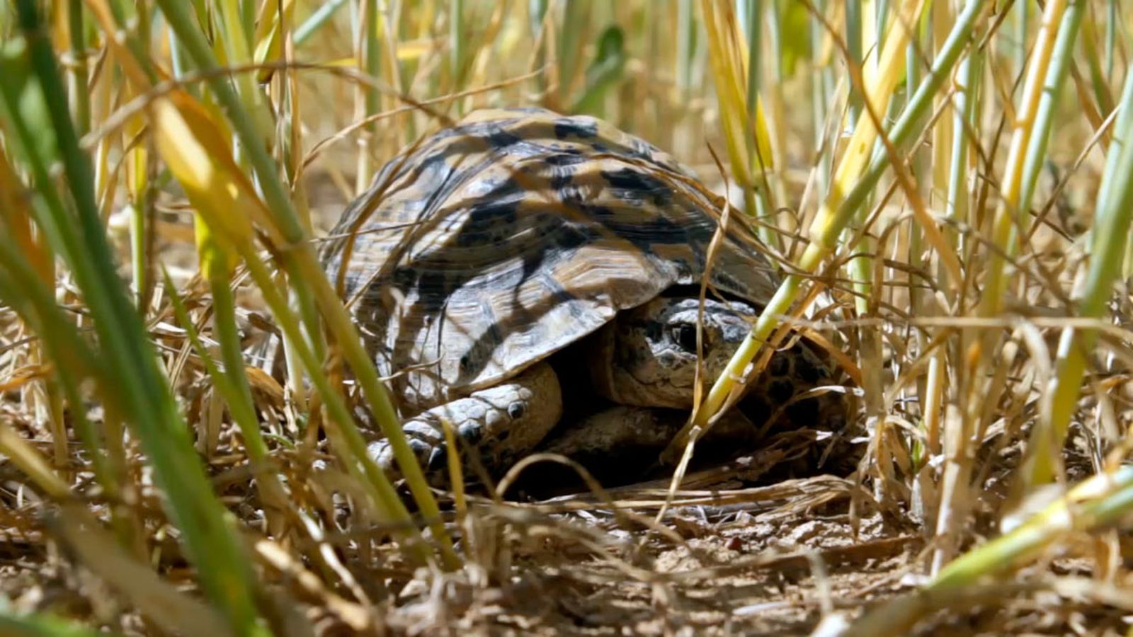 Los últimos refugios de la tortuga mora en Andalucía