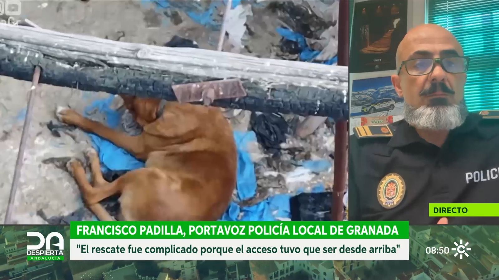 perros