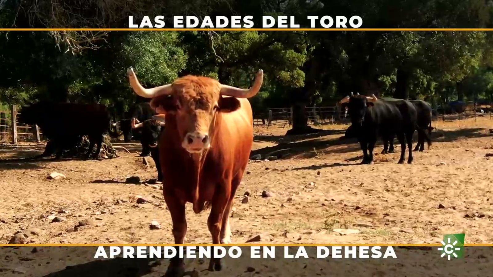 'Las edades del toro' un recorrido turístico por la historia y la vida del ganado bravo