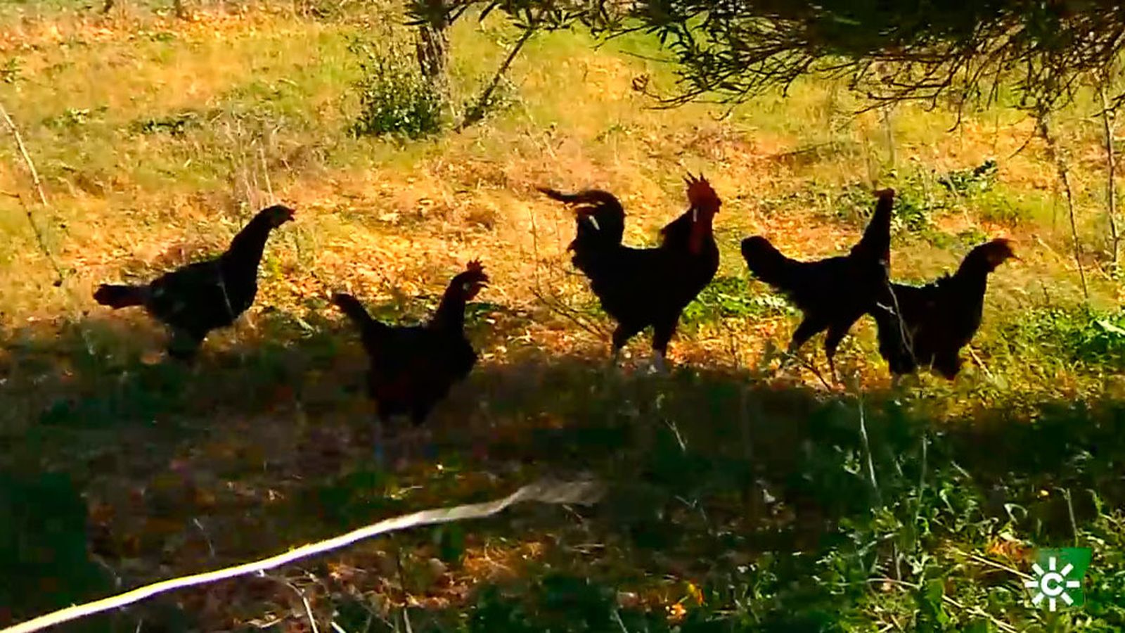 El Partido Animalista pide año y medio de cárcel por agresión sexual a una gallina