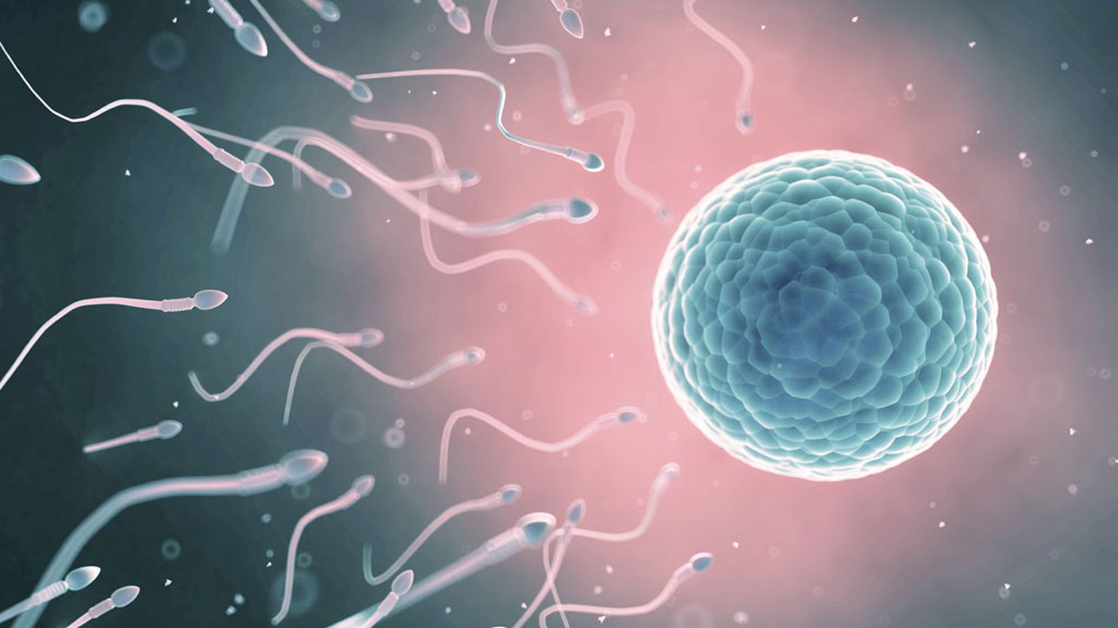 Fertilidad