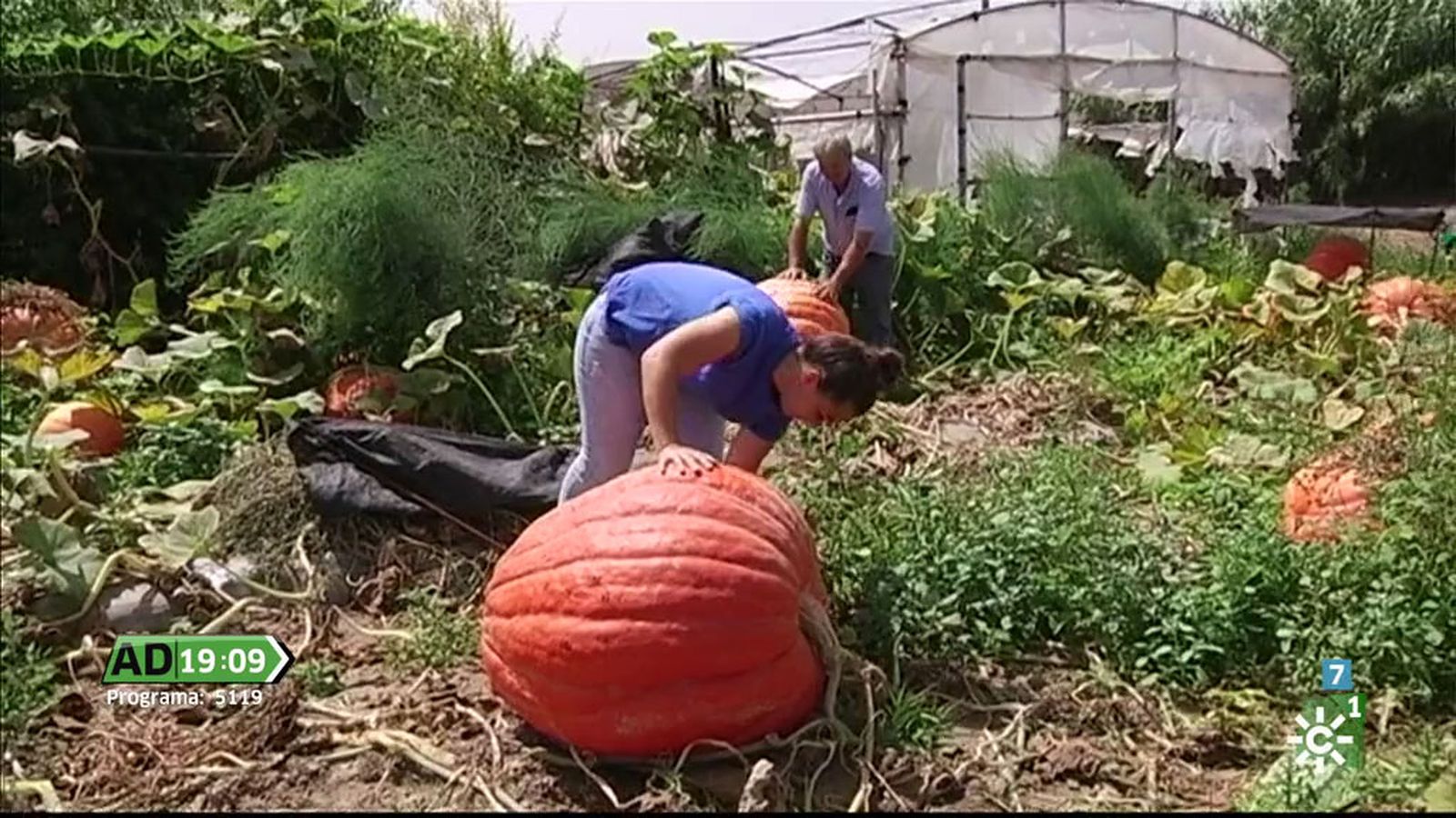 calabazas gigantes AD