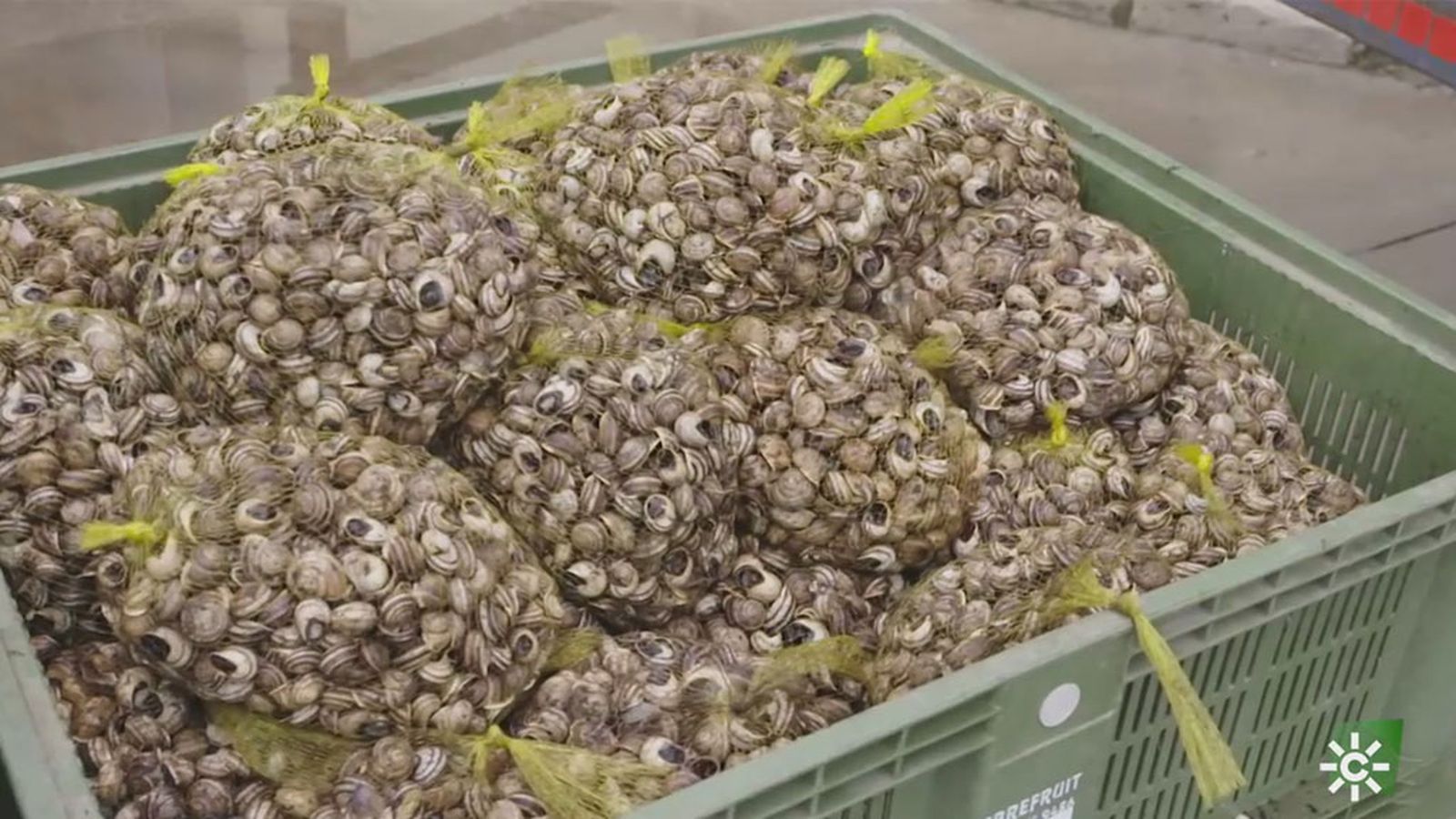 Aprendemos a cocinar caracoles y cabrillas en Pedro Abad