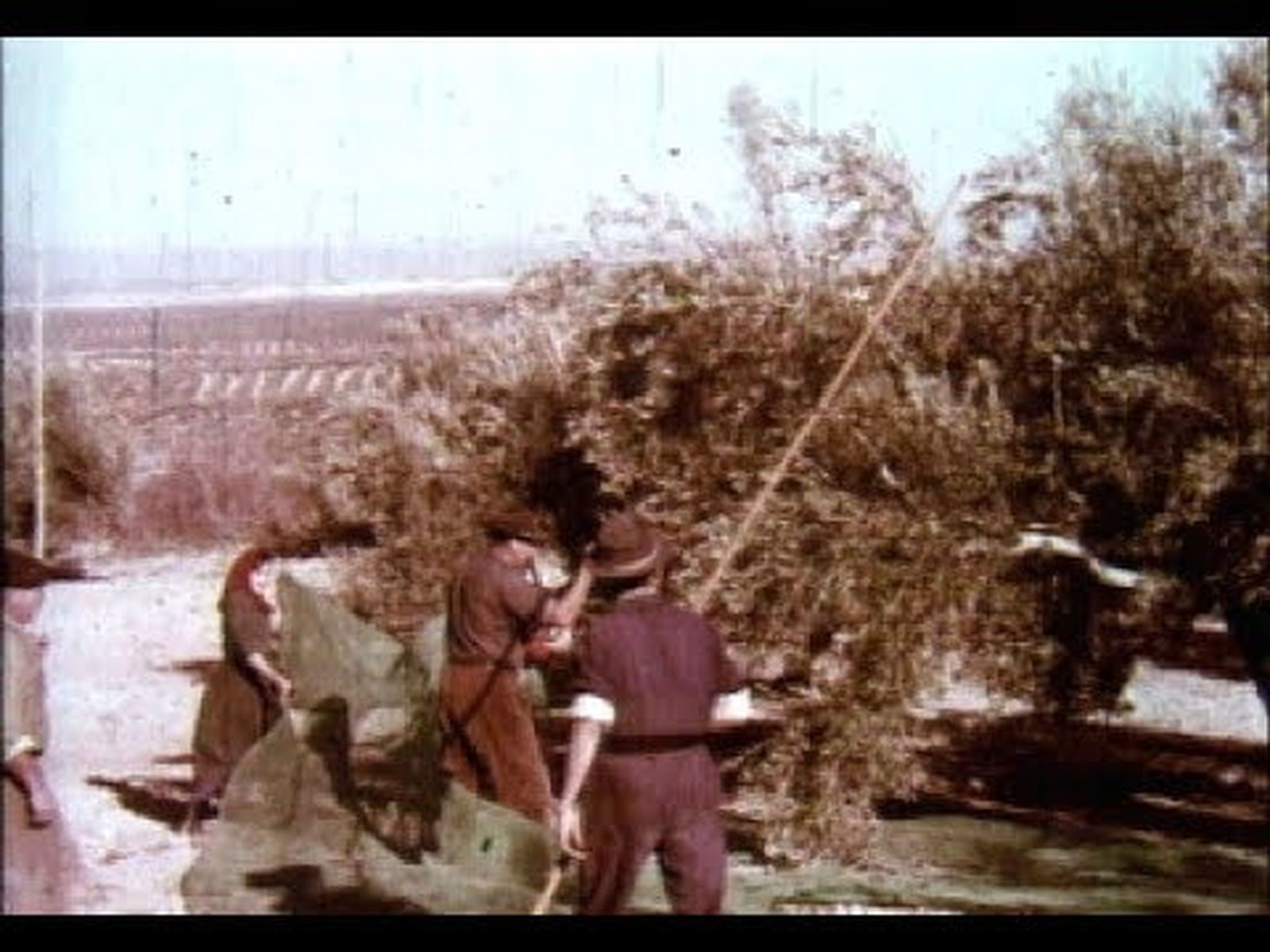 Recolección de la aceituna en Martos (Jaén) en los años 60.