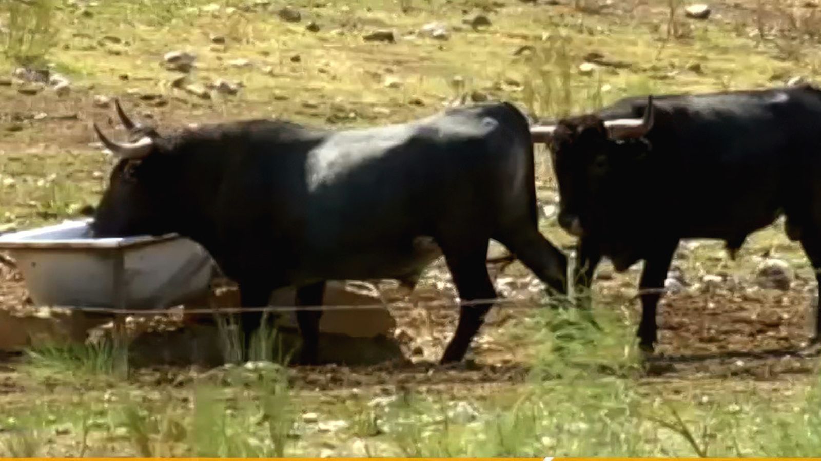 El camino del agua: el ingenioso sistema de Victorino Martín para fortalecer a sus toros bravos