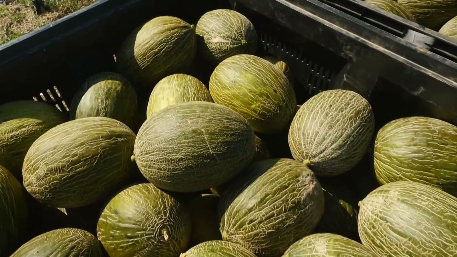 Cómo tener la certeza de que un melón está dulce