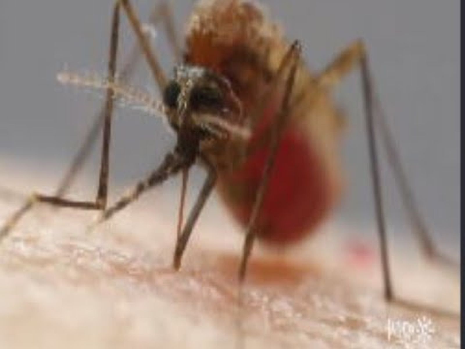 Mosquito transmisor del Virus del Nilo: alarma por su presencia en Huelva capital