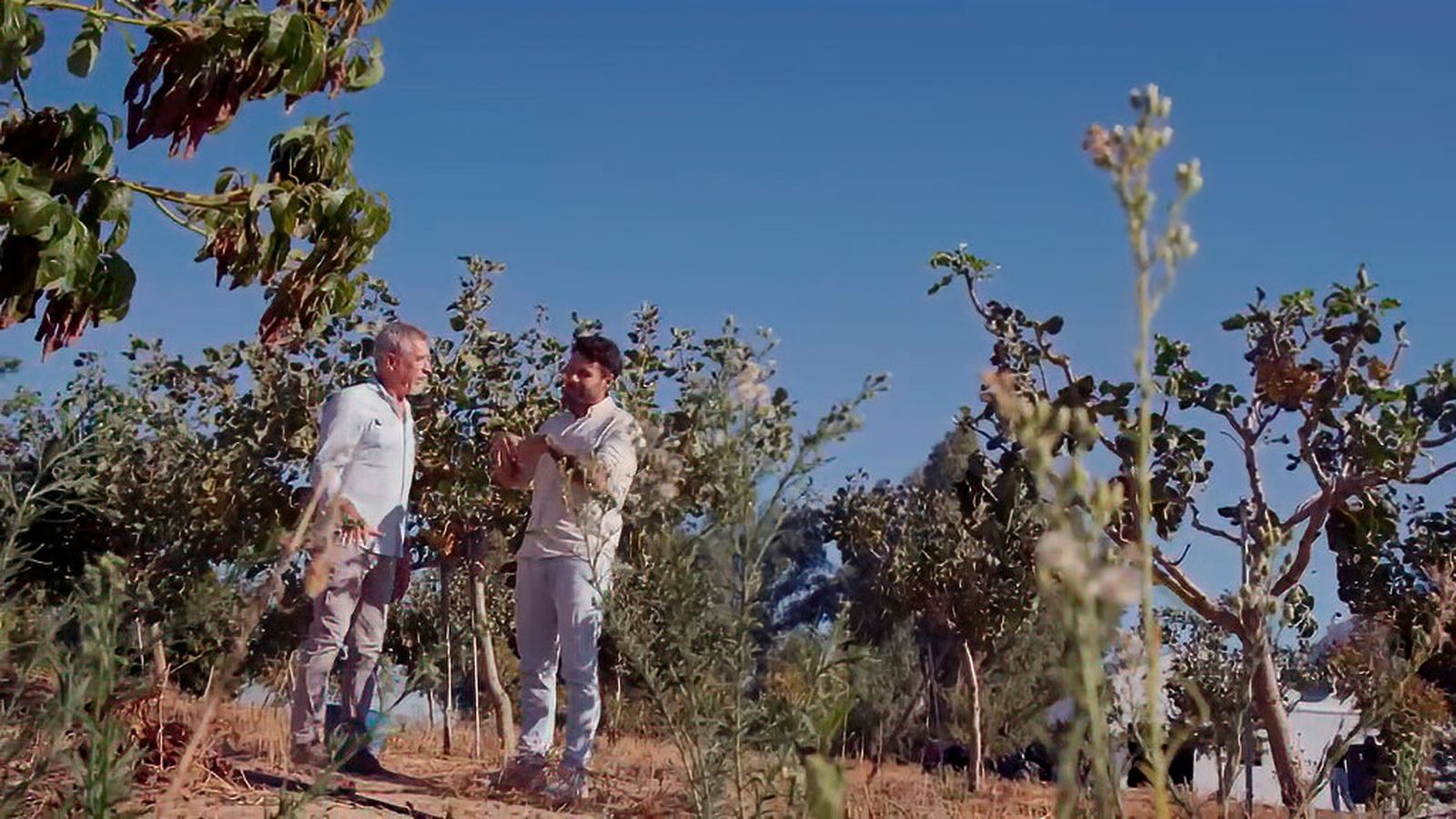Bosco se sumerge en los campos de pistachos de Paradas